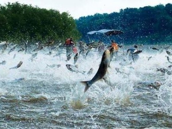 Hàng chục nghìn con cá nhảy lên… thuyền - có phải là dấu hiệu của Ngày Tận Thế?