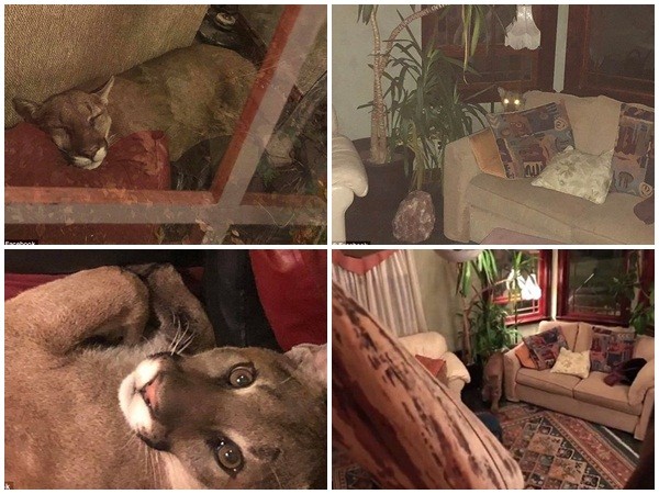Trở về nhà và bất ngờ phát hiện... sư tử đang ngủ trên ghế sofa