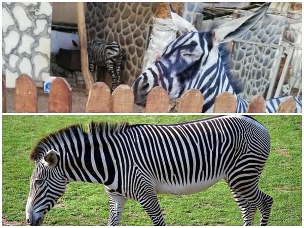 "Hô biến" lừa thành... ngựa vằn, vườn thú bị chỉ trích vì lừa dối du khách