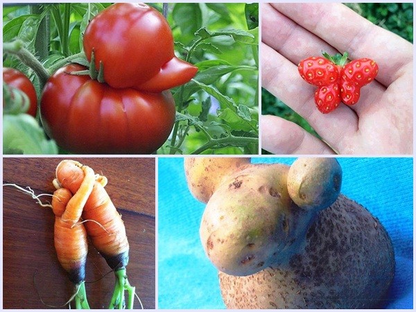 Những hình ảnh hài hước của các loại rau củ quả