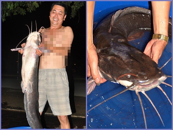 Câu được cá trê “khủng” 27kg, xẻ thịt mừng đội Olympic Việt Nam