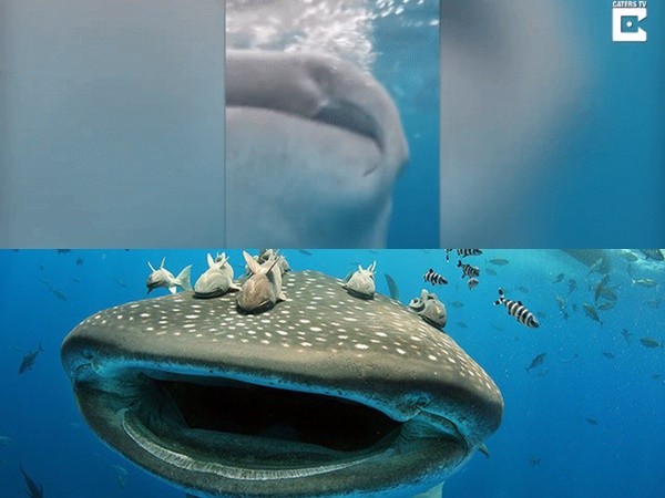 “Hết hồn” trước khoảnh khắc du khách suýt bị cá mập voi nuốt chửng
