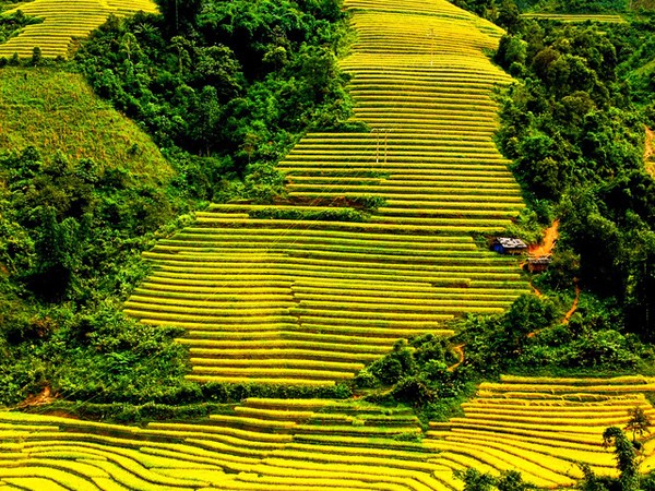 Thu về chiêm ngưỡng những ruộng bậc thang đẹp nhất Việt Nam
