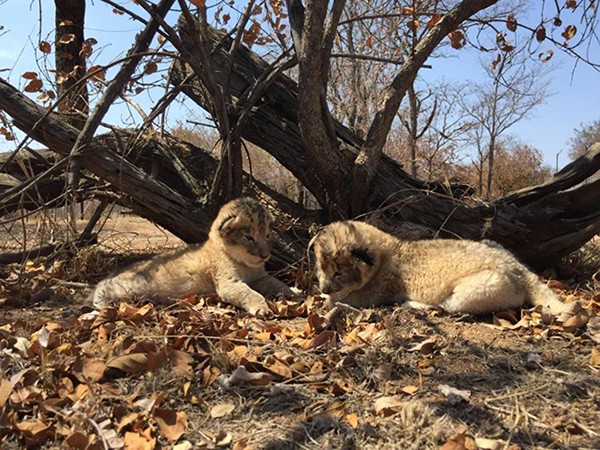 Hai con sư tử đầu tiên trên thế giới sinh ra trong ống nghiệm