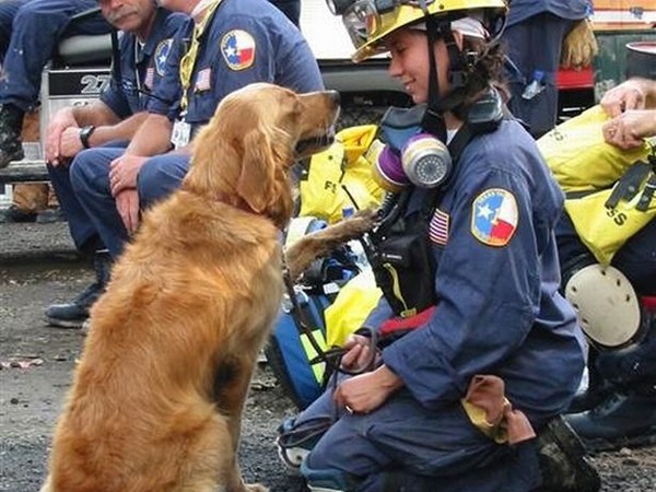 17 năm sau vụ khủng bố 11/9, thế giới vẫn không quên những chú chó cứu hộ anh hùng