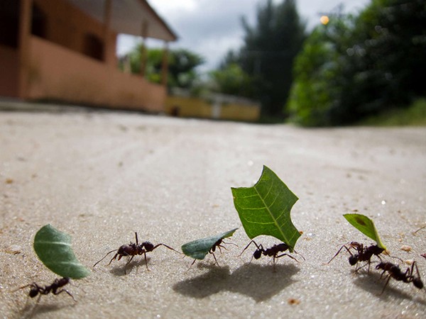 Bạn có biết vì sao một đàn kiến hàng ngàn con không bao giờ bị “tắc đường”?