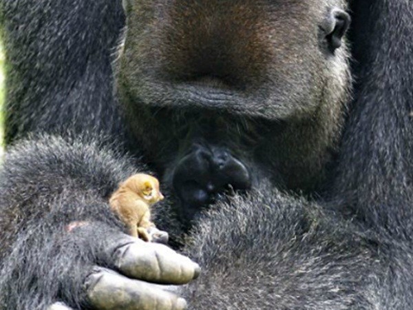 Cute hết sức: Khỉ đột khổng lồ cưng nựng vượn tí hon