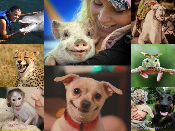 Những bức ảnh ngộ nghĩnh chứng minh động vật cũng biết “cười”