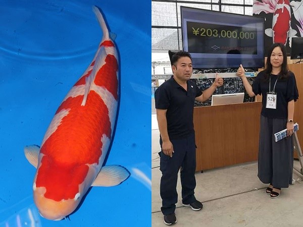 Cận cảnh chú cá Koi đắt nhất thế giới giá 42 tỷ đồng
