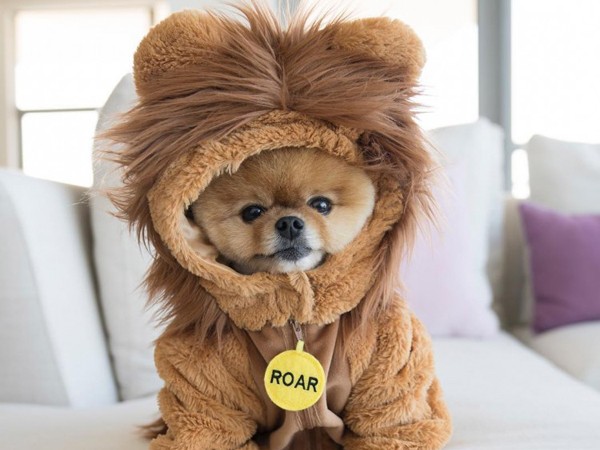 Chú chó sở hữu gần 9 triệu followers trên Instagram: Mức cát-xê "khủng" như sao hạng A