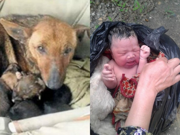Chú chó hoang sưởi ấm và cứu mạng bé trai bị bỏ rơi mới một tháng tuổi