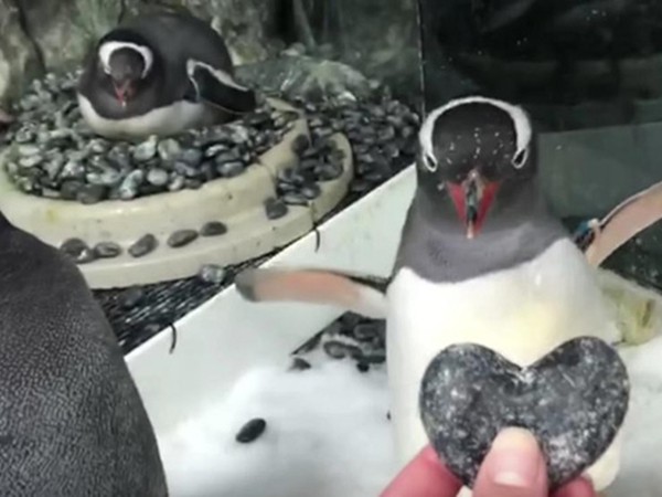 Cặp đôi chim cánh cụt đực đồng tính được tặng trứng để ấp như thật