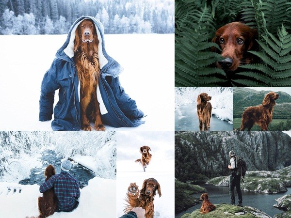 Chú chó nổi tiếng nhờ những bức hình check-in cùng chủ tại rừng Na Uy