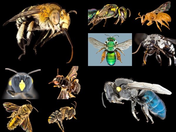 Cận cảnh những chú ong đẹp ấn tượng và kỳ thú của Australia