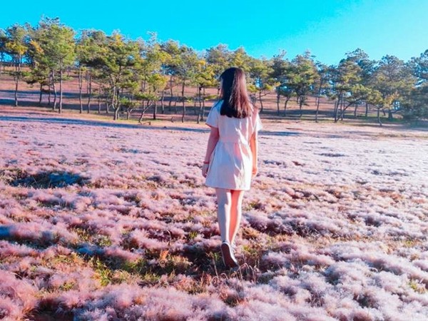 Đà Lạt bước vào mùa cỏ hồng đẹp nhất năm, đi đâu để có những bức hình "ảo diệu"?