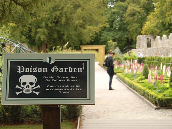 Ghé thăm khu vườn trồng hơn 100 loài cây độc chết người ở Anh