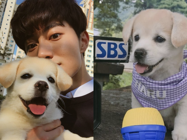 Chân dung chú cún sở hữu trang Instagram được các idol Hàn Quốc "rần rần" follow