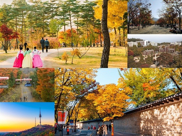 Ngắm những cung đường lá đổi màu vàng ươm tuyệt đẹp ở Seoul