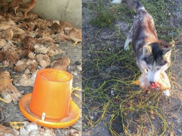 Trung Quốc: Khởi kiện vì 600 con gà nhà bị giết sạch sau 1 đêm bởi chó nhà hàng xóm