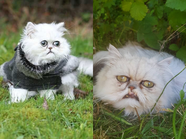 Chú mèo có khuôn mặt "cáu bẳn nhất thế giới": Dậy thì không thành công đích thị là em