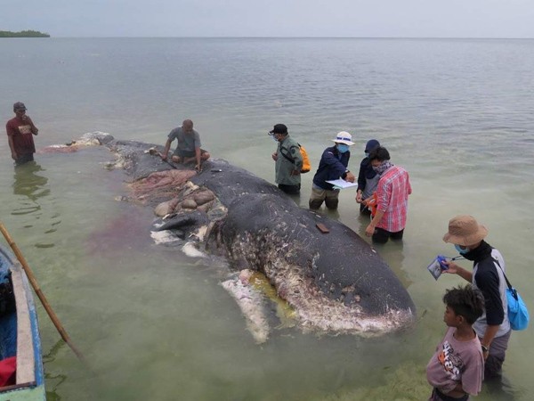Cá voi chết thảm ở bãi biển Indonesia với 1.000 mảnh nhựa trong bụng