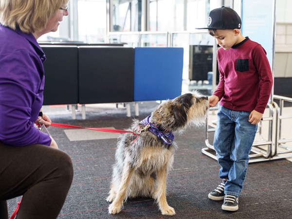 Ngạc nhiên với biệt đội chó đặc biệt, chuyên giúp mọi người giảm stress ở sân bay