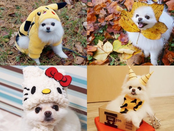 Tan chảy trước những hình ảnh đáng yêu của chú cún con xinh như thú bông ở Nhật Bản