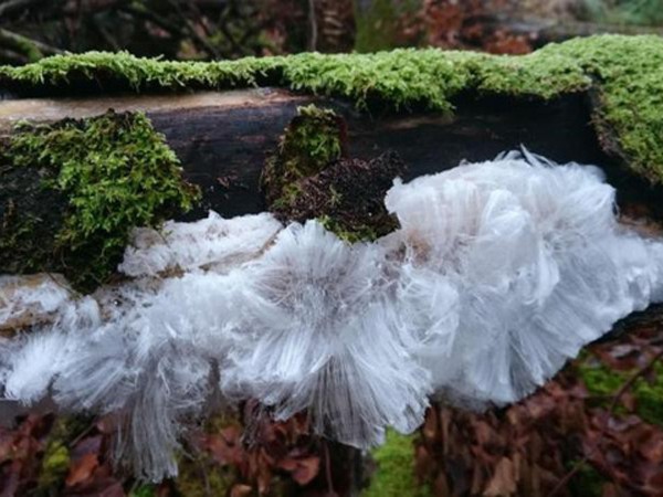 Hiếm lạ hiện tượng băng tuyết mọc thành sợi như chỏm râu ông già Noel trong rừng Scotland