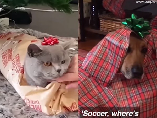 Khi cún cưng và mèo yêu bị "biến thành" những món quà Giáng sinh