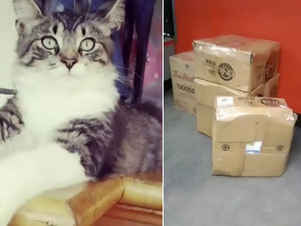 Chui vào thùng giấy, chú mèo bị ship đi khắp Canada mà không ai hay biết