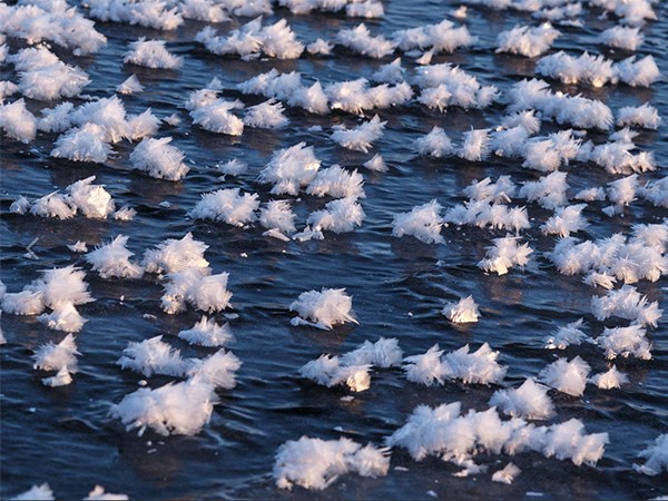 Nga: Hàng nghìn “hoa băng” hiếm gặp xuất hiện trên hồ nước ngọt