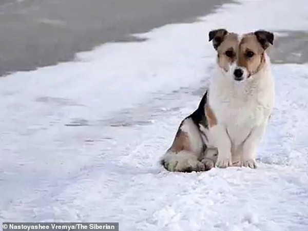 Nga: Chú chó chờ chủ ở bến xe buýt suốt 6 tháng dù trời lạnh -30 độ C
