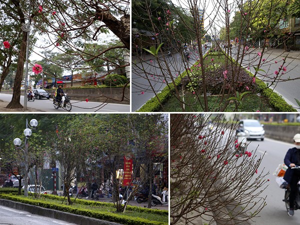 Con đường hoa đào nở đỏ rực ở Hà Nội báo hiệu Tết đã cận kề
