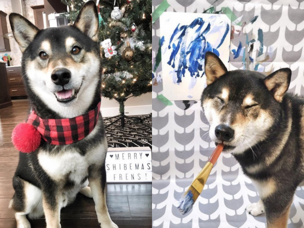 “Chó nhà người ta” có Instagram riêng, giúp chủ kiếm hơn 116 triệu đồng nhờ tài vẽ tranh "cực độc"