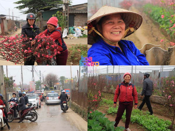 Vườn đào Nhật Tân (Hà Nội): Tiểu thương buôn bán thuận lợi trước thềm Xuân Kỉ Hợi