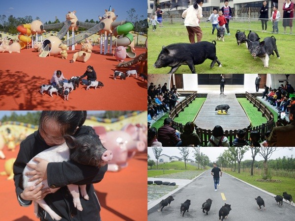 Công viên "Hành tinh Lợn" ở Trung Quốc hút khách dịp năm mới