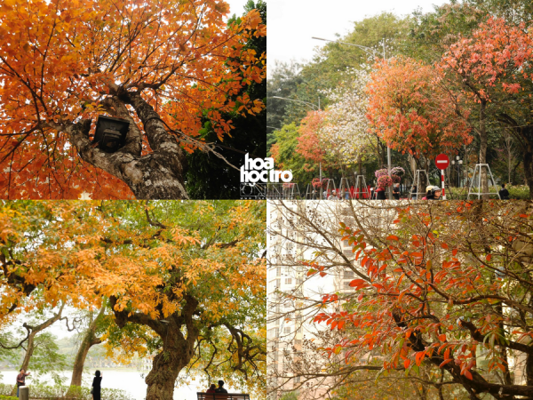 Đường phố Hà Nội đẹp mơ màng trong mùa cây thay lá dịp đầu năm mới