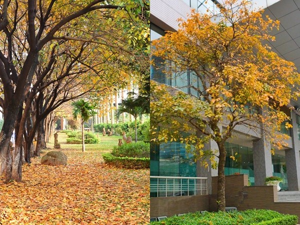 Mùa cây thay lá, teen tới trường mà cứ ngỡ lạc vào xứ sở Hàn Quốc mộng mơ