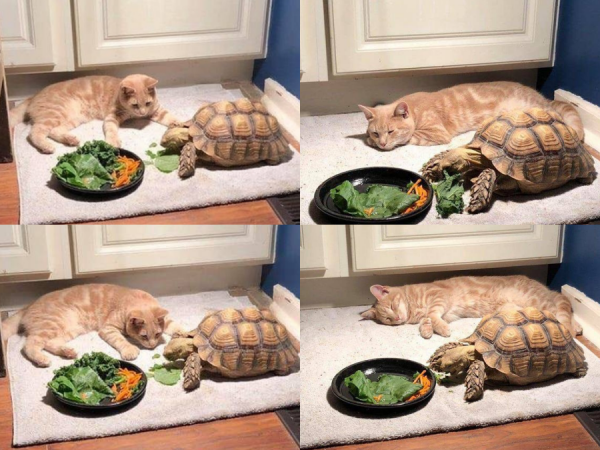 Đáng yêu nhất MXH là câu chuyện mèo chờ rùa ăn xong để chơi, đợi lâu đến mức ngủ gục