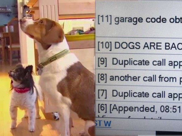 Những chú chó sẽ làm gì khi chủ vắng nhà: Gọi điện cho cảnh sát