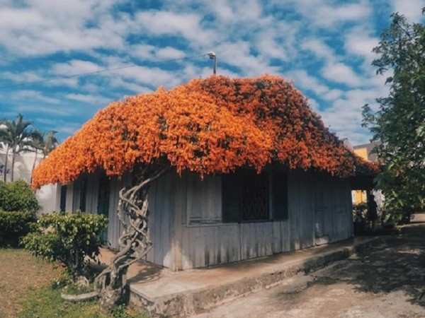Phát hiện ngôi nhà gỗ mái hoa đẹp như tranh vẽ cách Đà Lạt 100 km