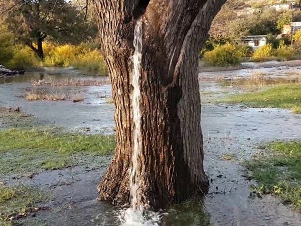 Hiện tượng tự nhiên hiếm gặp: Cây cổ thụ biến thành đài phun nước