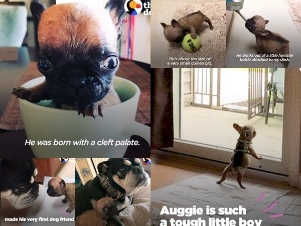 Chú chó Auggies: một thân hình bé nhỏ, một tình yêu lớn!