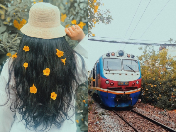 Điểm check-in mới toanh: Mùa hoa huỳnh liên rực rỡ nở dọc đường ray xe lửa Sài Gòn