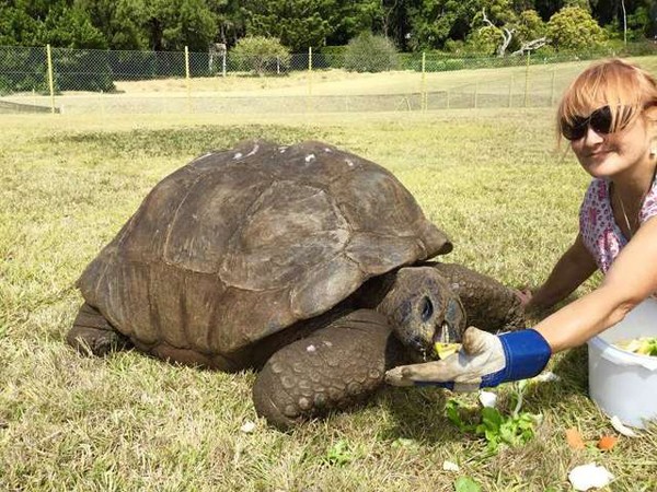 Cùng gặp gỡ Jonathan, “cụ” rùa sống lâu nhất trên thế giới