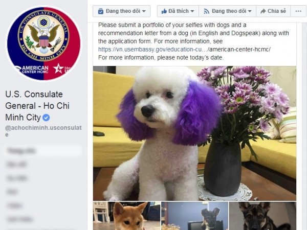 Dân mạng kéo nhau đăng ký chăm sóc cún cho Tổng lãnh sự quán Mỹ: Yêu cầu biết ngôn ngữ chó