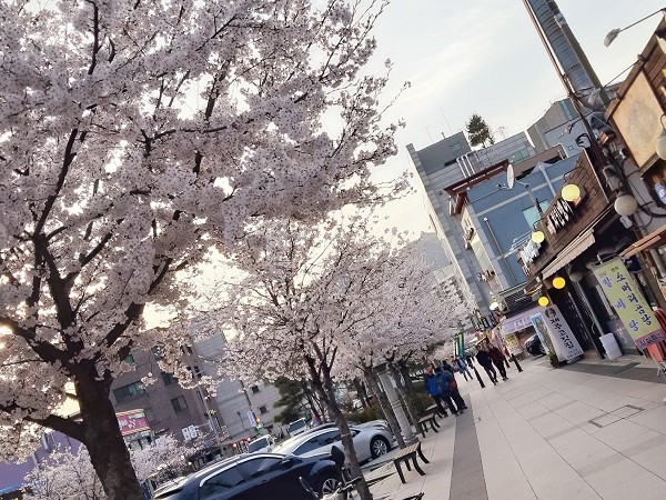  Hàn Quốc: Mùa Xuân đến xứ sở kim chi ngắm hoa đào, hoa mộc liên nhuộm màu cho đường phố 