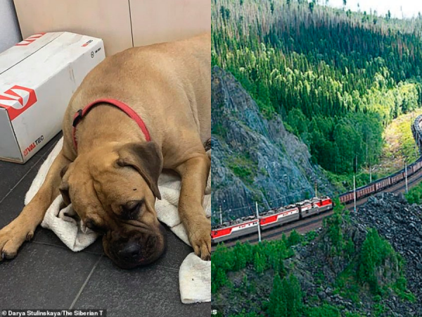 Cô chó đi suốt 200 km theo tuyến đường sắt tìm người chủ bỏ rơi nó trong nước mắt