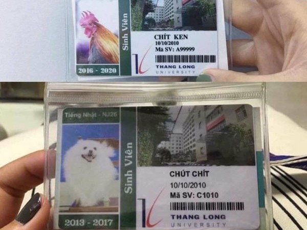 Trường Đại học cấp cả thẻ sinh viên cho… chó và gà, đầy đủ thông tin, mã số sinh viên