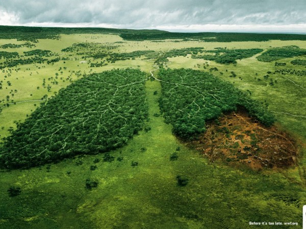 Trái Đất có còn là mái nhà xanh yên bình nếu không còn rừng Amazon nữa?